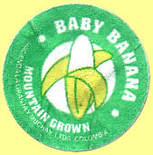 Baby Banana Mountain Grown.JPG (21256 Byte)